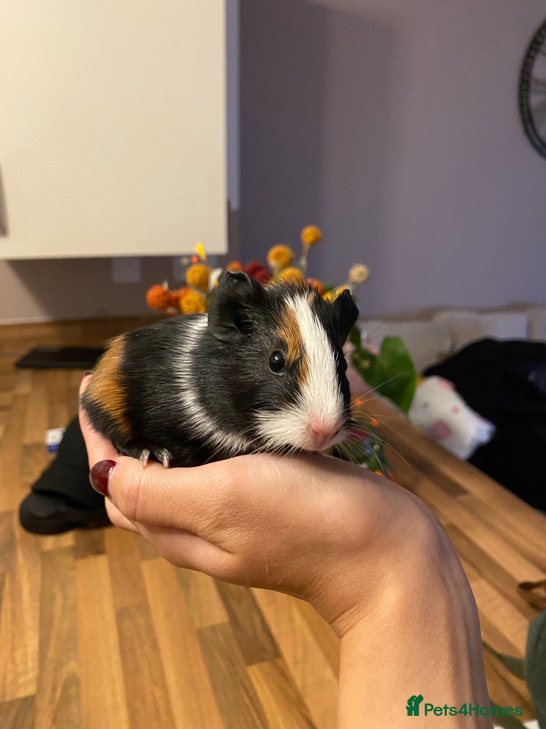 Guinea Pig rodents for sale: Baby female Guinea pigs - Image 14