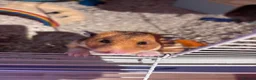 Hamster rodents for sale: Lovely friendly female Syrian hamster  - Advert 10