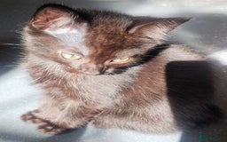 Mixed Breed cats for sale: Black kittens  - Image 5