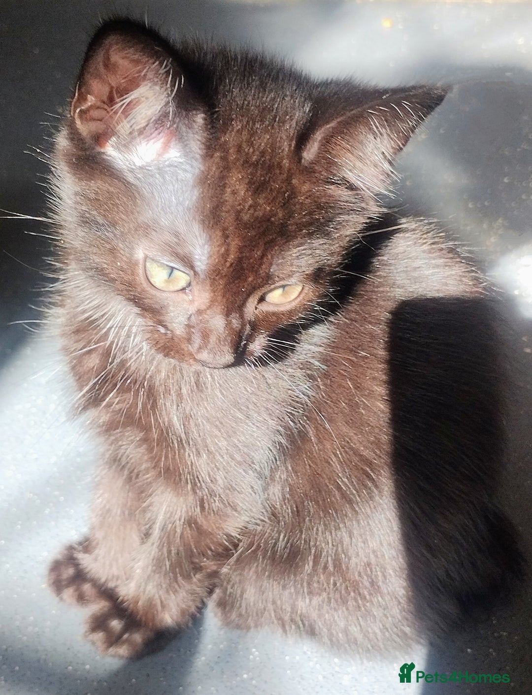 Mixed Breed cats for sale: Black kittens  - Image 5