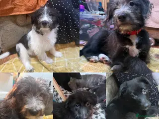 Mixed Breed dogs 5 Australian Shepherd X Springer x terrier puppies - Advert 4