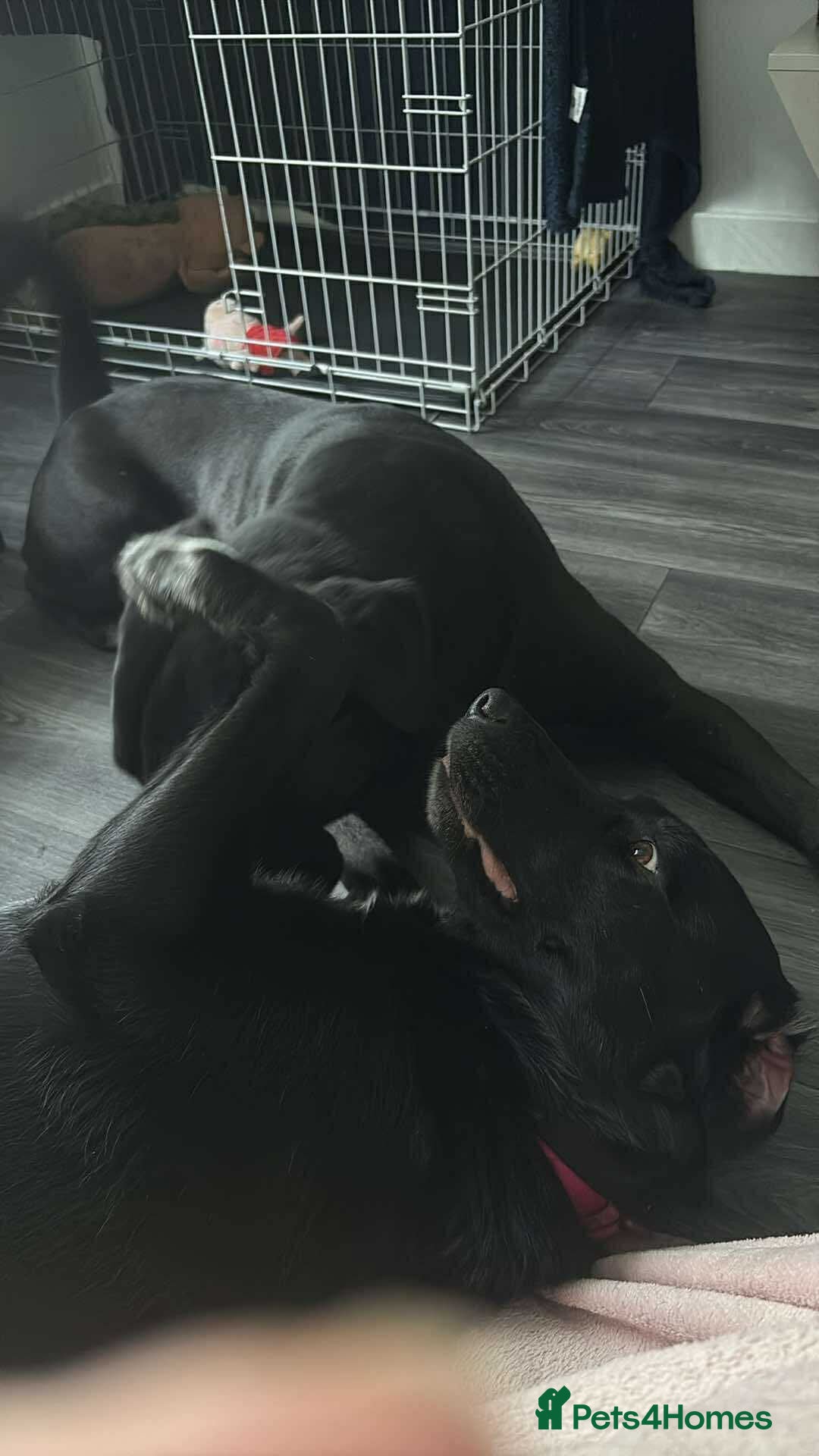 Mixed Breed dogs for sale: Salem aka Saisai - Image 4