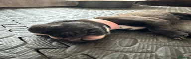 Boxer Puppy 5
