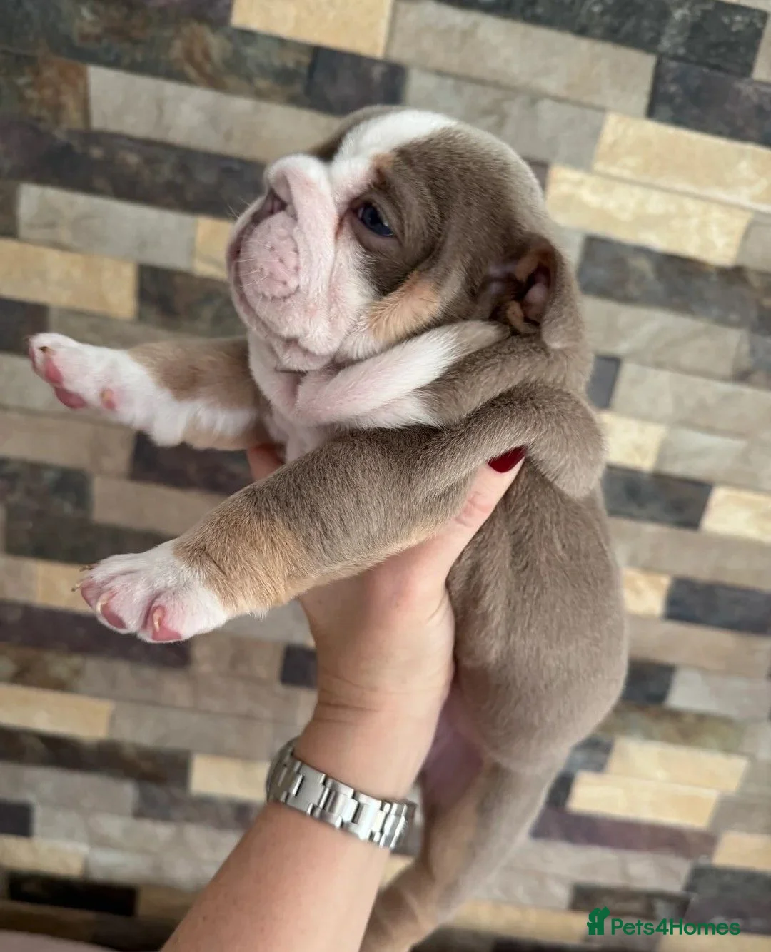 English Bulldog dogs for sale: English Bulldog Puppies - Advert 2