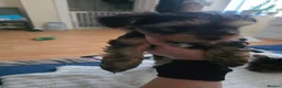 Yorkshire Terrier dogs for sale: STUNNING YORKSHIRE TERRIER PUPPIES  - Advert 2