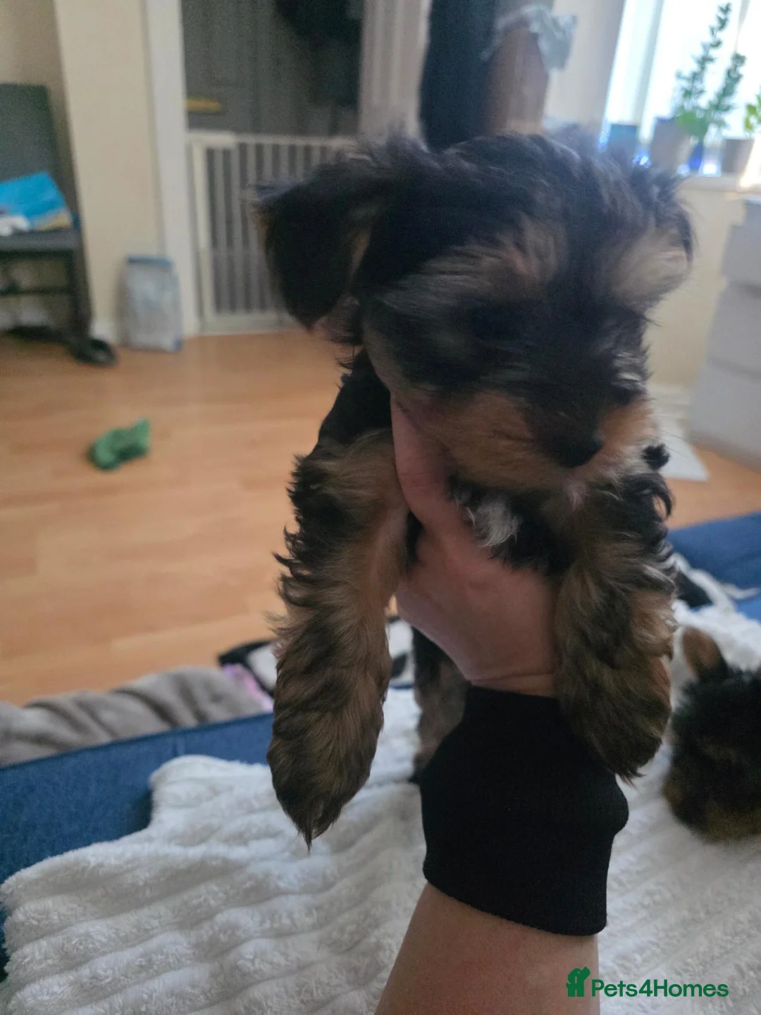 Yorkshire Terrier dogs for sale: STUNNING YORKSHIRE TERRIER PUPPIES  - Advert 2