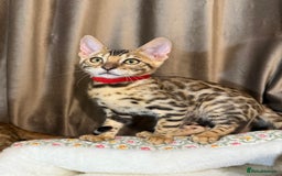 Bengal cats for sale: Adorable Bengal kittens - Image 12