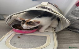 Mixed Breed cats for sale: Calico female kitten - Image 2