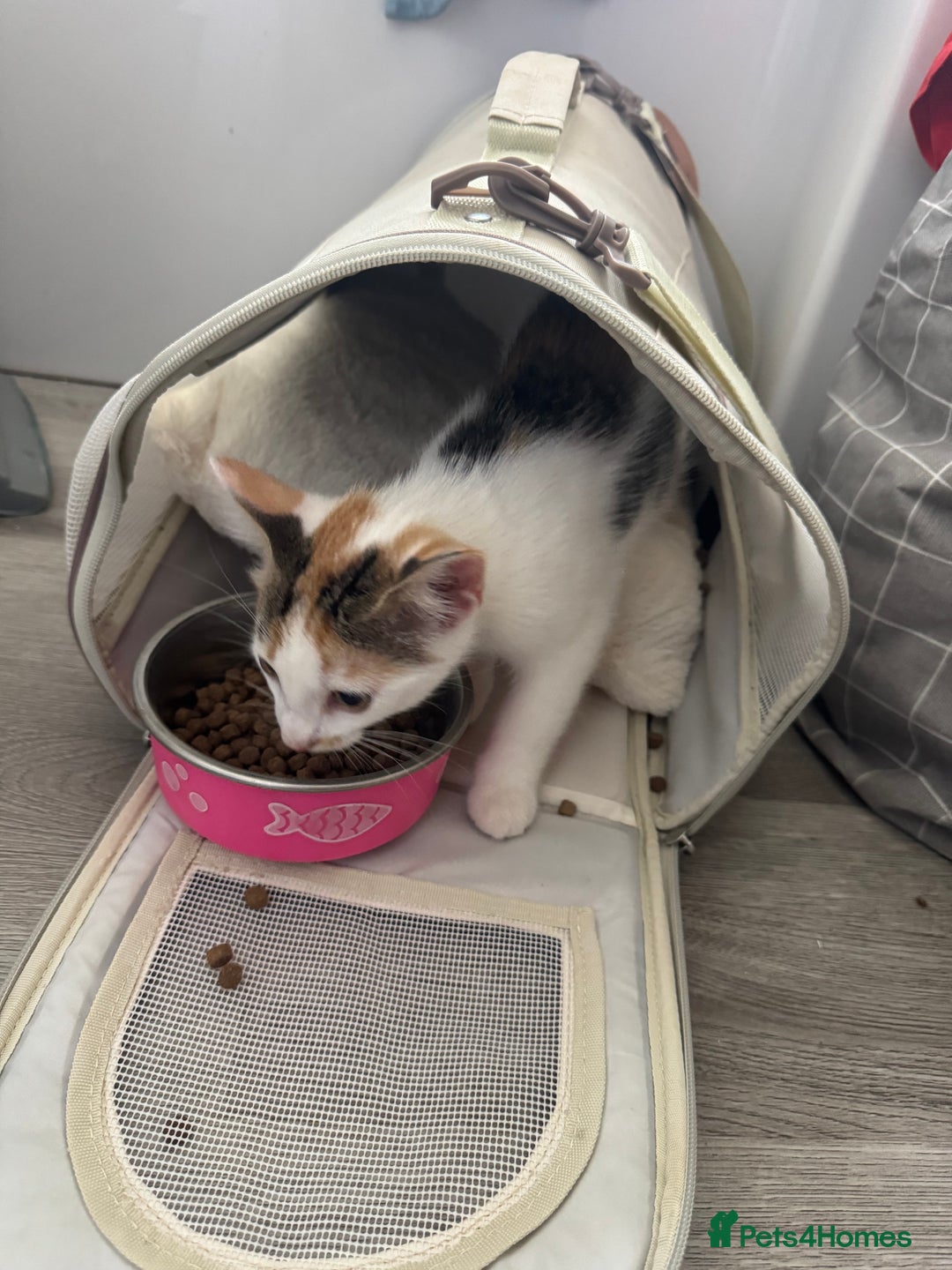 Mixed Breed cats for sale: Calico female kitten - Image 2