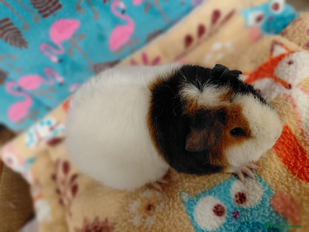 Guinea Pig rodents for sale: Teddy Retired Sow /Teddy Baby Sows  - Advert 9