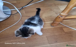 Mixed Breed cats for sale: 5 Cute Kittens For Sale!!! - Image 6