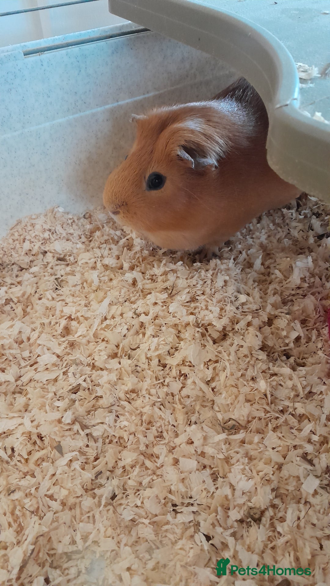 Guinea Pig rodents for sale: Guinea pigs - Advert 4