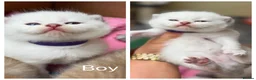 British Shorthair cats for sale: Adorable TICA British Shorthair kittens  - Advert 5