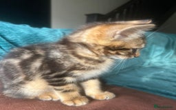 Mixed Breed cats for sale: Ragdoll, Bengal, main coon mix kittens  - Image 7