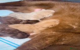 British Shorthair cats for stud: TICA REG CINNAMON UNDER RED STUD  - Advert 12