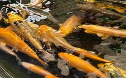 Koi Carp fish for sale: UK koi carp  - Image 37