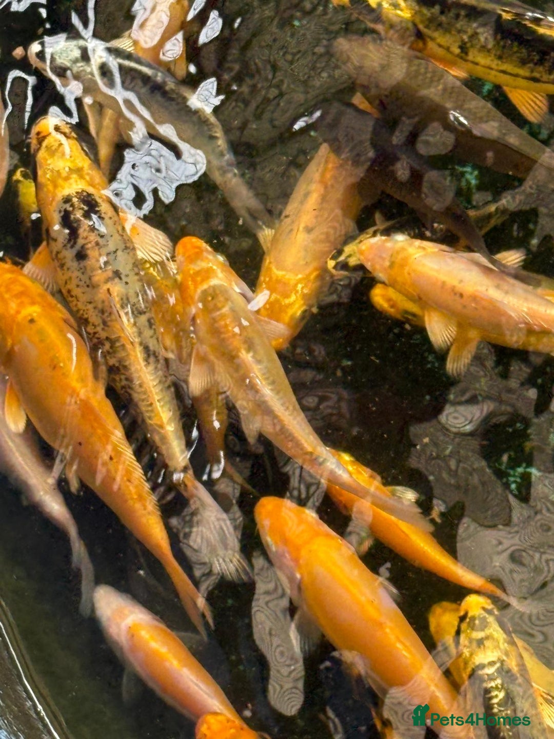 Koi Carp fish for sale: UK koi carp  - Image 37