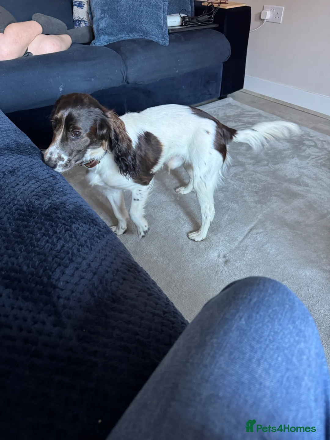 Cockapoo dogs for sale: Frank 8 months old beautiful boy in Southampton - Advert 2