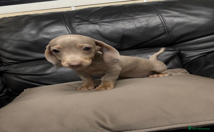 Miniature Dachshund dogs Miniature dachshund puppy ready to leave now  - Advert 10