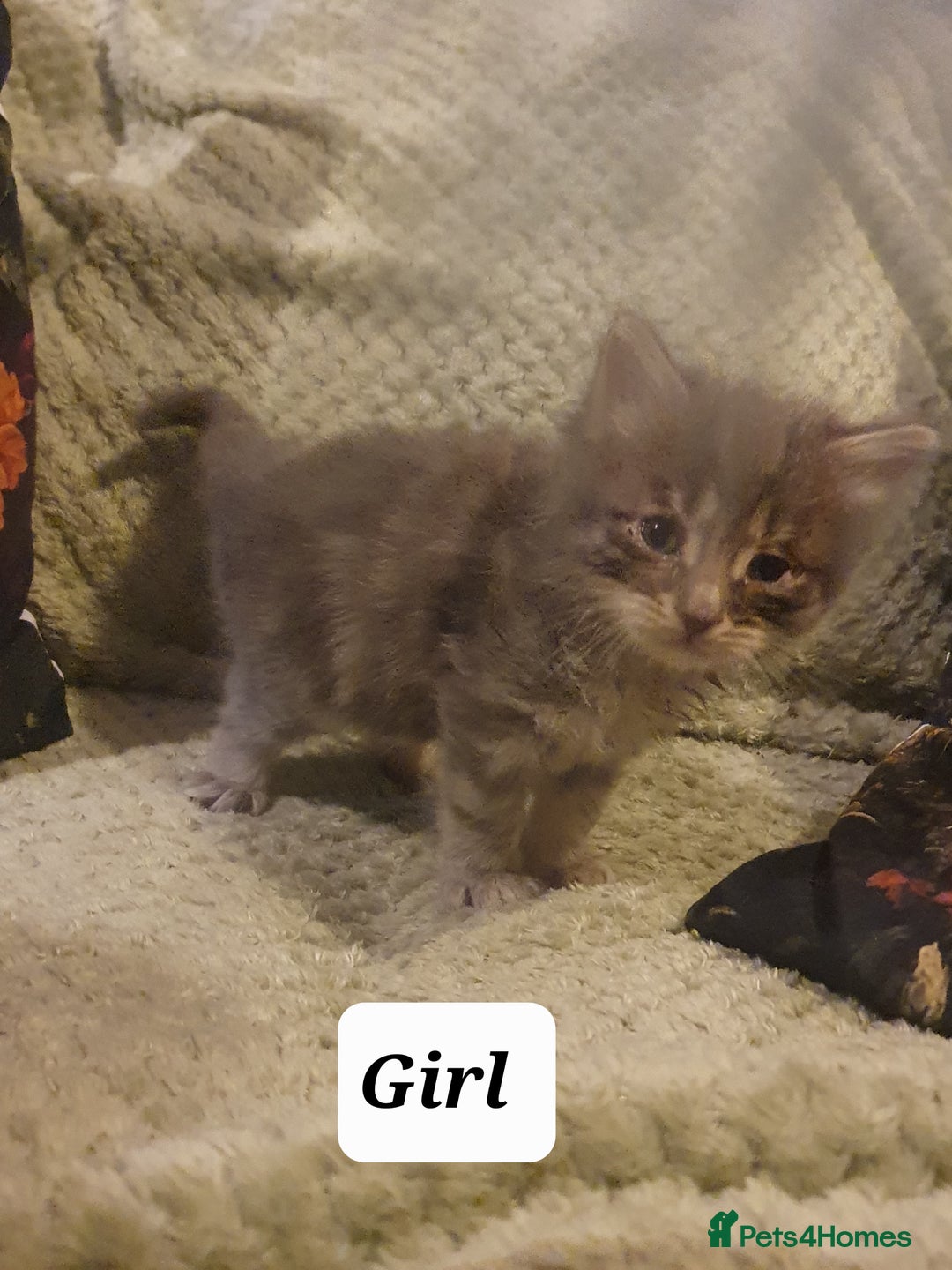 British Shorthair cats for sale: Beautiful kittens for sale  - Advert 1