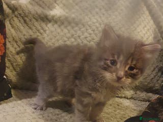 British Shorthair cats Beautiful kittens for sale - Advert 1