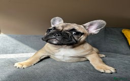 French Bulldog dogs for sale: KC, standard colours French Bulldog puppies🐾 - Image 28