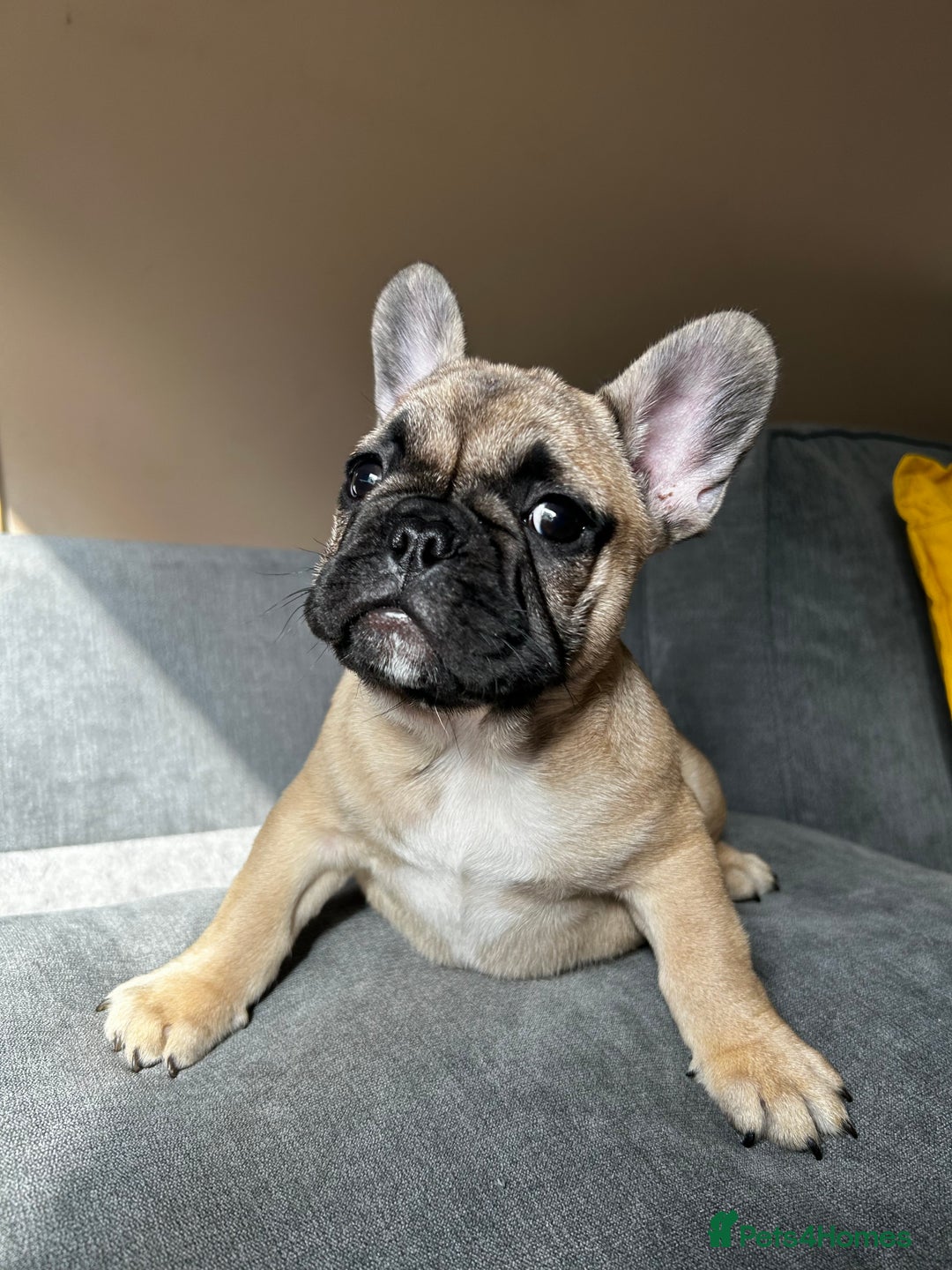 French Bulldog dogs for sale: KC, standard colours French Bulldog puppies🐾 - Image 28