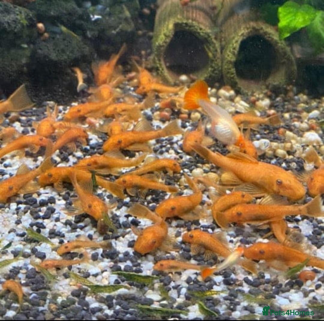 Plecos fish Super Red Blistlenose Pleco  - Advert 1