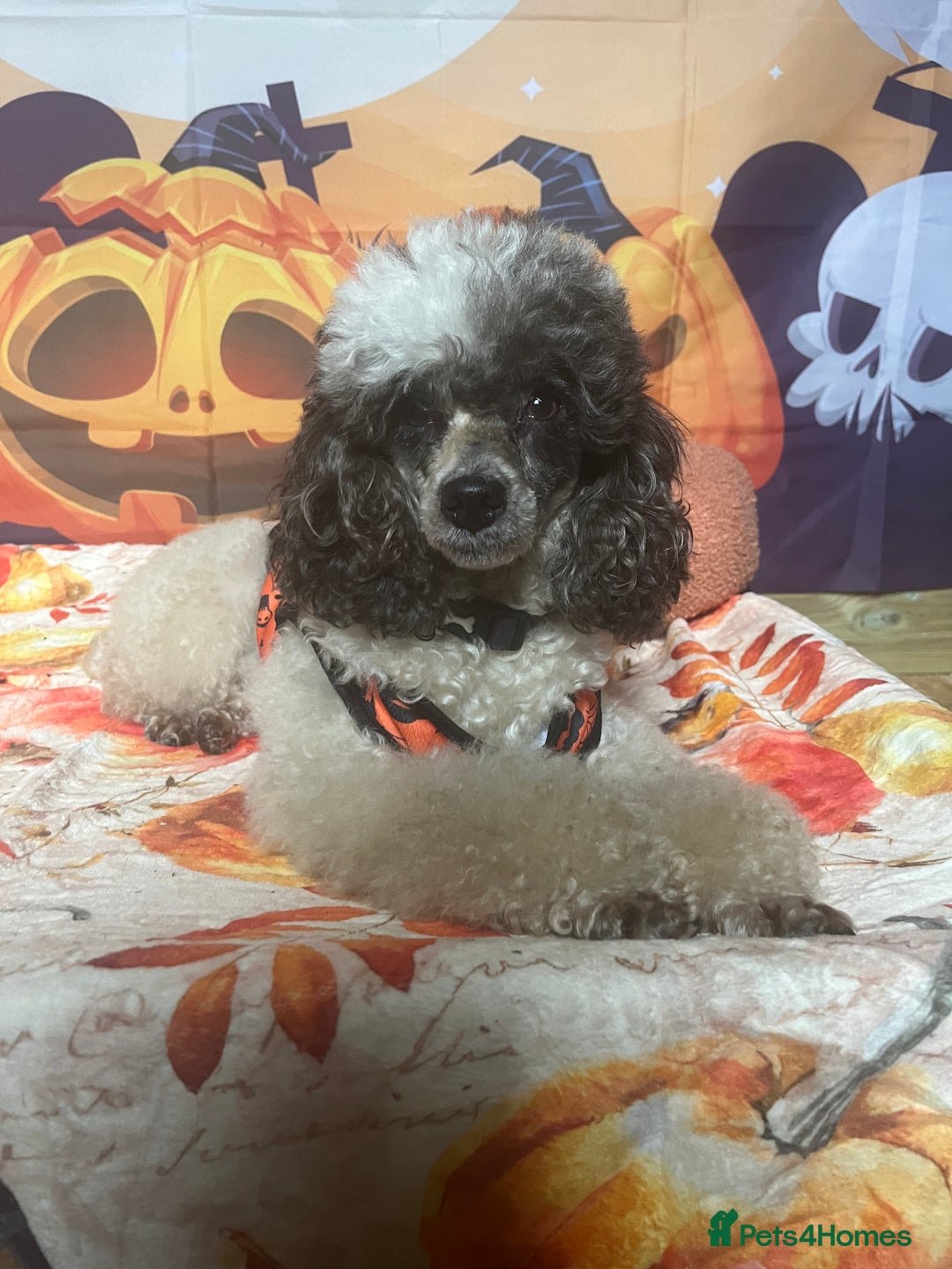 Miniature Poodle dogs for sale: KC Registered Miniature Parti Poodle - Image 2