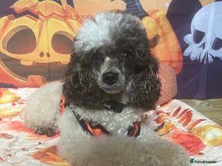 Miniature Poodle dogs - Advert 29