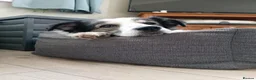 Mixed Breed dogs for adoption: Lilly & Fleabag (Lulu) — Better Homed Together in Lincoln - Advert 6