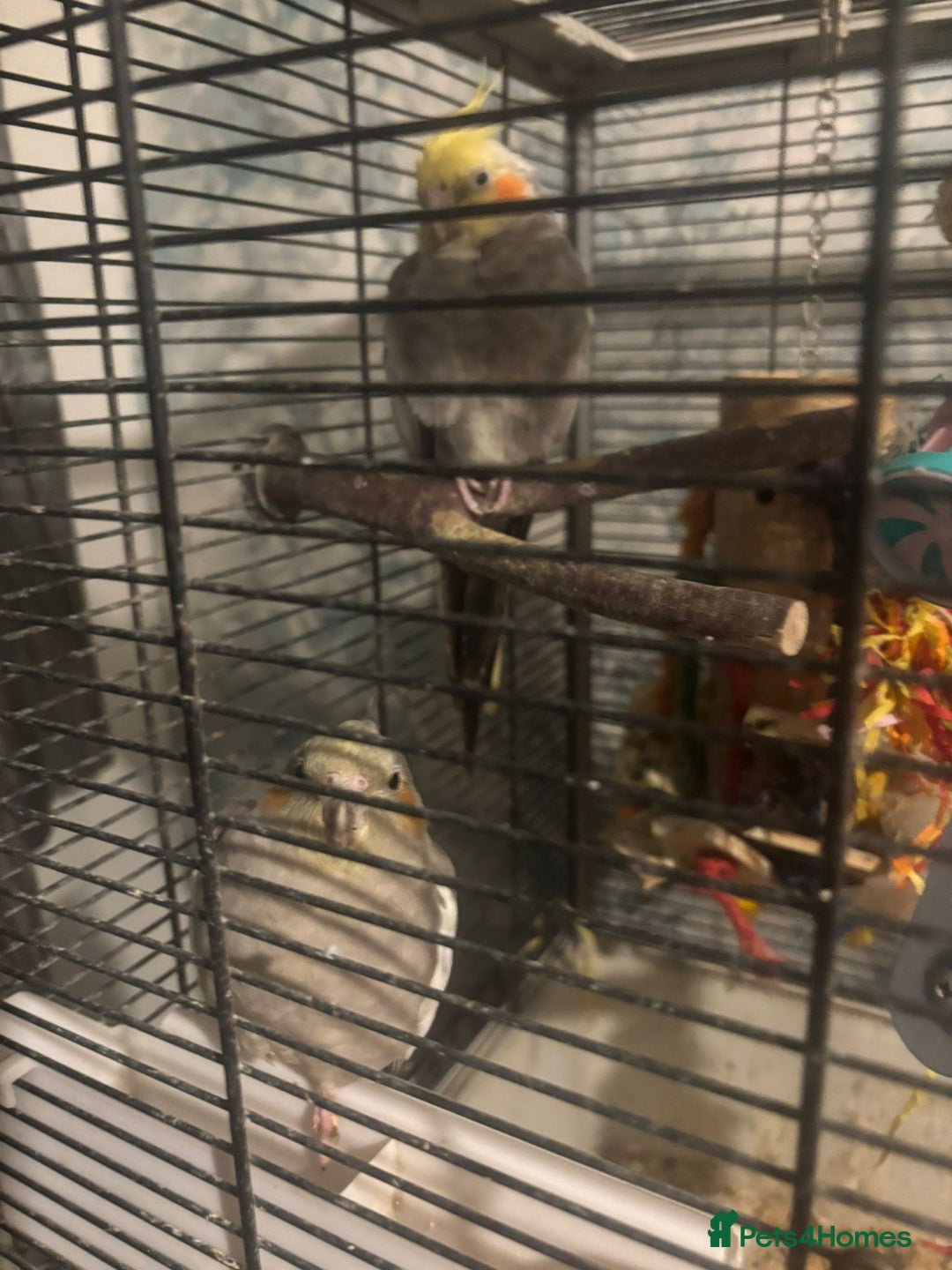 Cockatiels birds for sale: 2 tame cockatiels with cage canvey island £150 - Advert 3