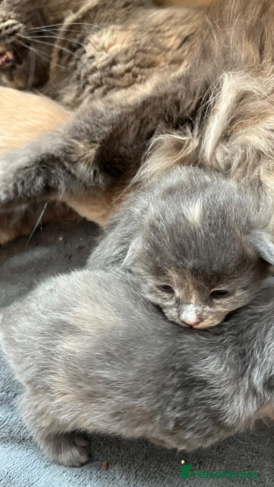 Maine Coon cats Stunning Maine coons - Advert 4