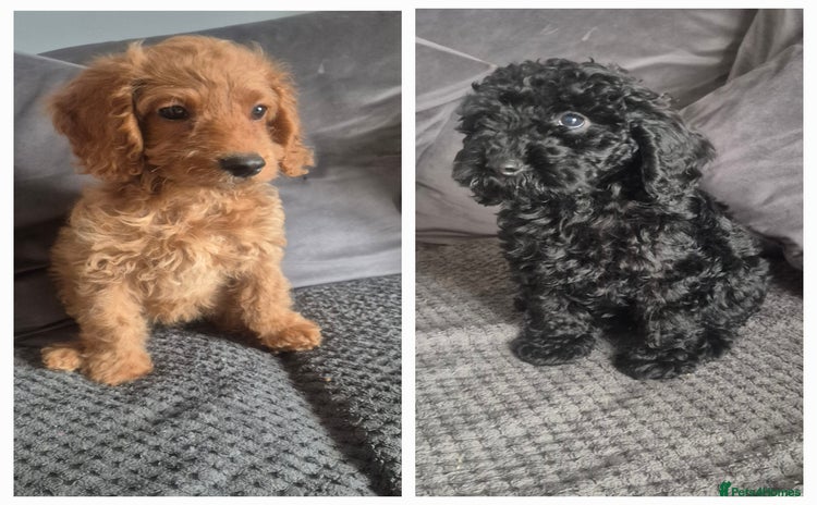 Cockapoo dogs - Advert 1