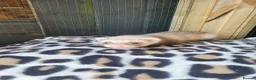 Ferret rodents for sale: 6 beautiful kits ready for new homes in Newport - Advert 7