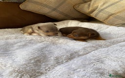 Jack Russell dogs for sale: Gorgeous Miniature Jack Russell Puppies For Sale - Image 6