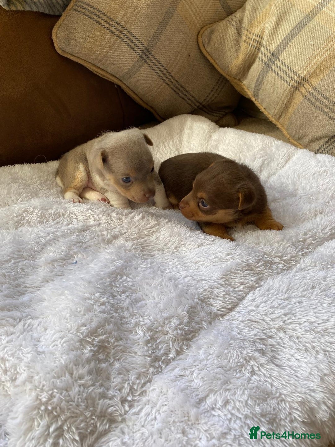 Jack Russell dogs for sale: Gorgeous Miniature Jack Russell Puppies For Sale - Image 6