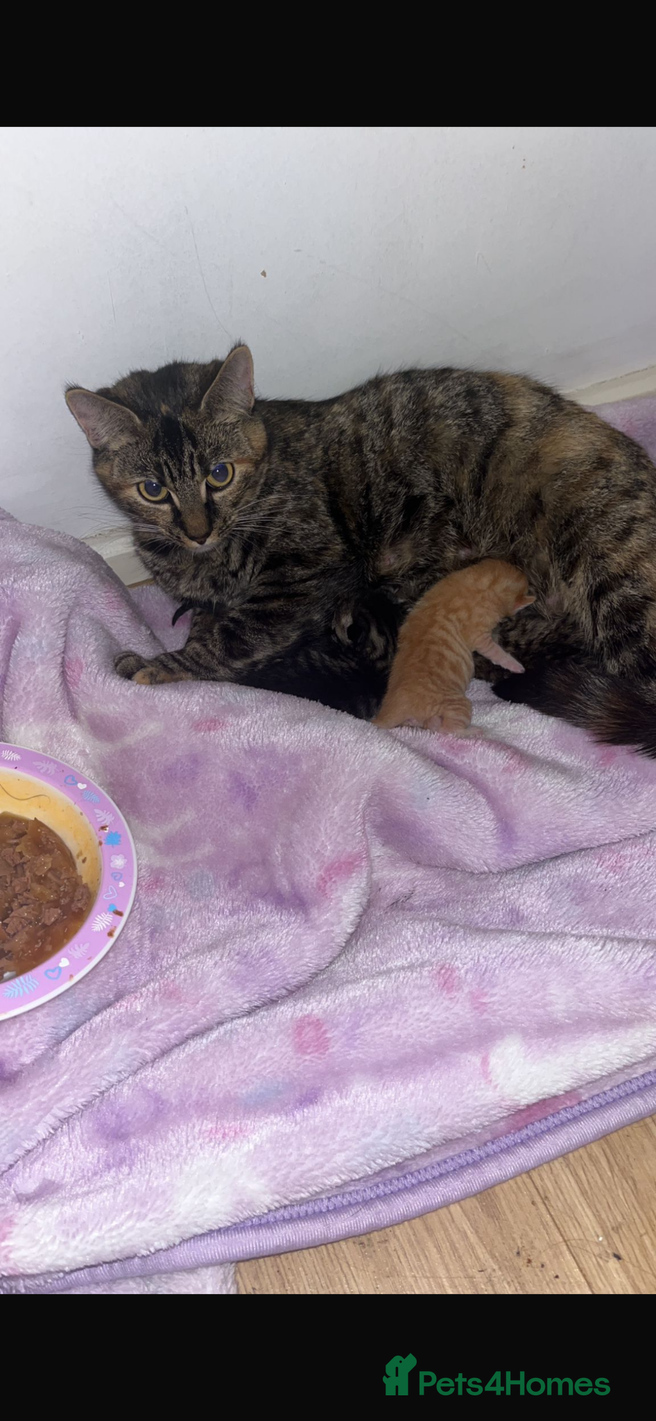 Mixed Breed cats Kittens looking for loving homes - Advert 1