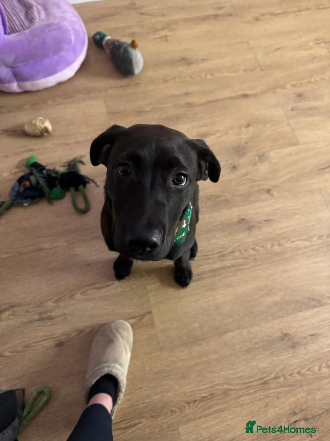 Mixed Breed dogs for sale: Browny white colour 7 month old puppy in Maidstone - Advert 3