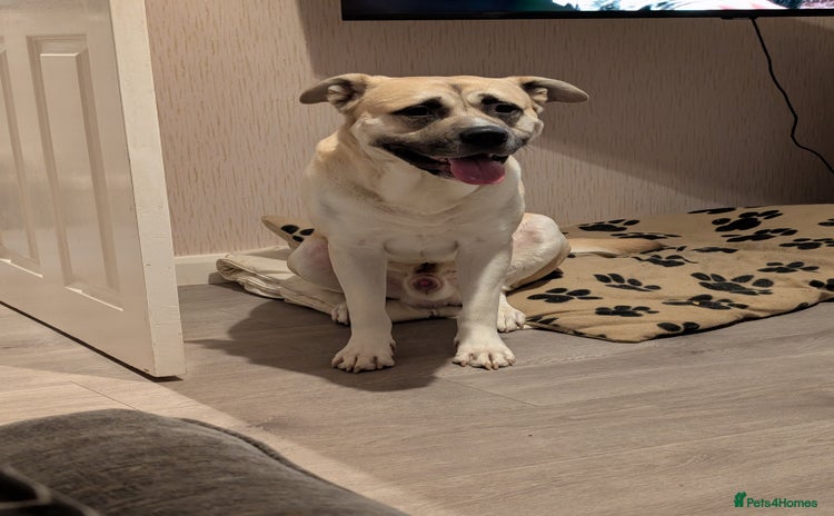 Akita dogs - Advert 1