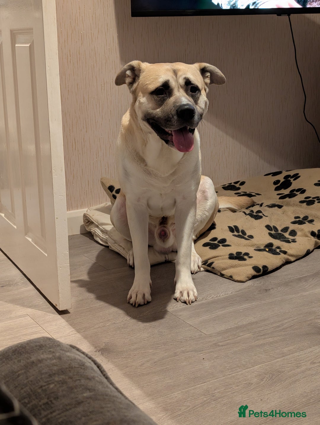 Akita dogs for sale: Akita 2years old  - Image 1