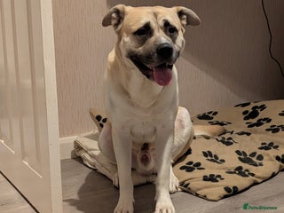 Akita dogs - Advert 3