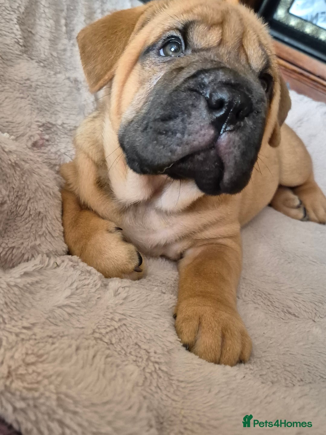 Shar Pei dogs for sale: Shar pei pups READY NOW - Image 7