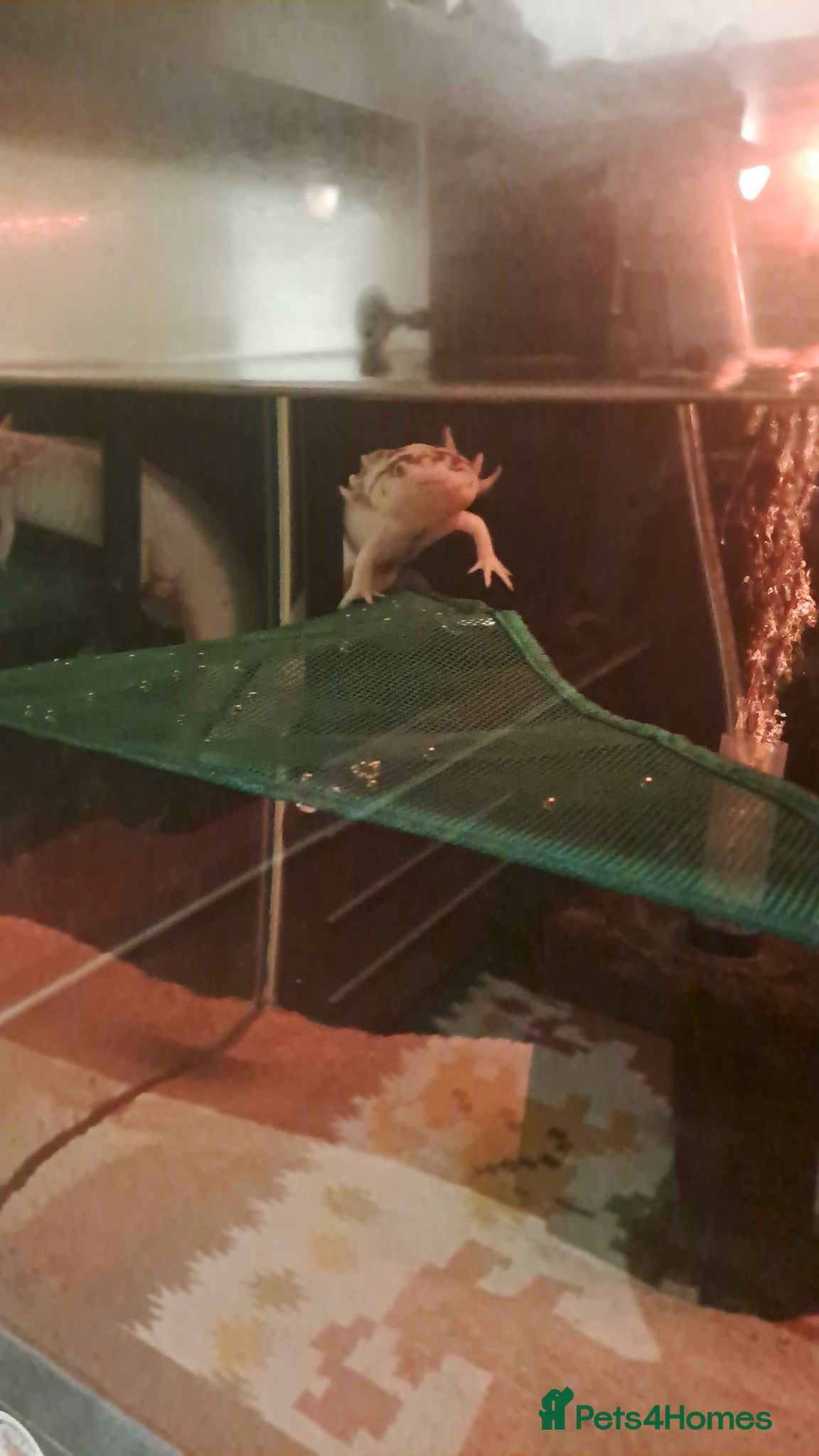 Axolotl reptiles for sale: 2 male dirty leisistic axolotls - Advert 3