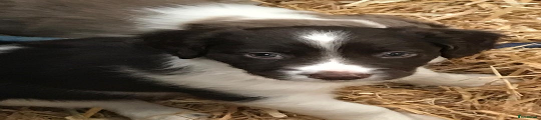 Sprollie Puppy 3