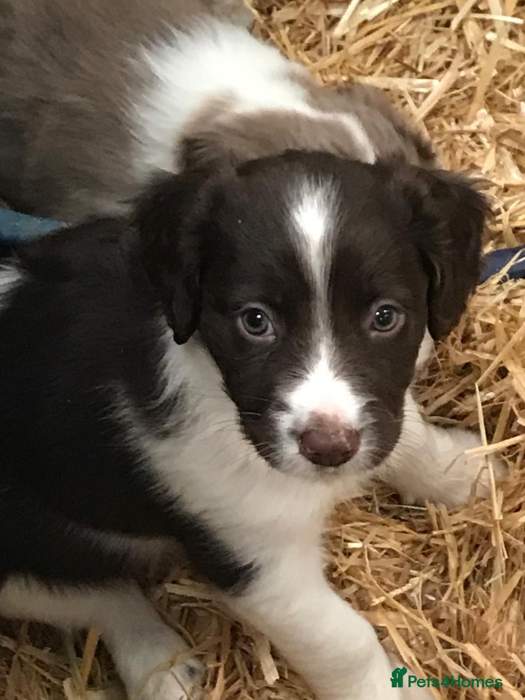 Sprollie dogs for sale: Sprollie pups - Image 2