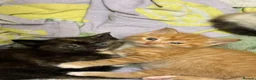 Mixed Breed cats for sale: 2 little kittens left. - Advert 7