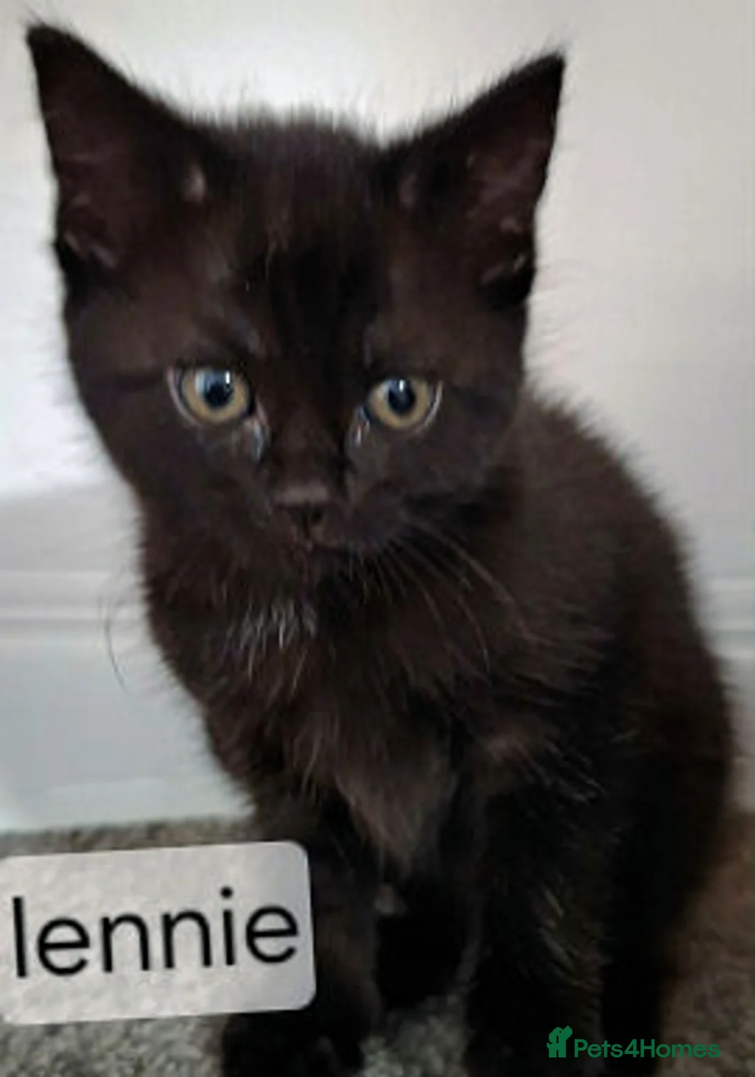 Mixed Breed cats for adoption: Lennie, Lilly, Lena, Levi - Advert 2