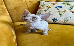 Devon Rex cats for sale: 🐾Pedigree Devon Rex Kittens- Raised with Love🐾 - Image 26