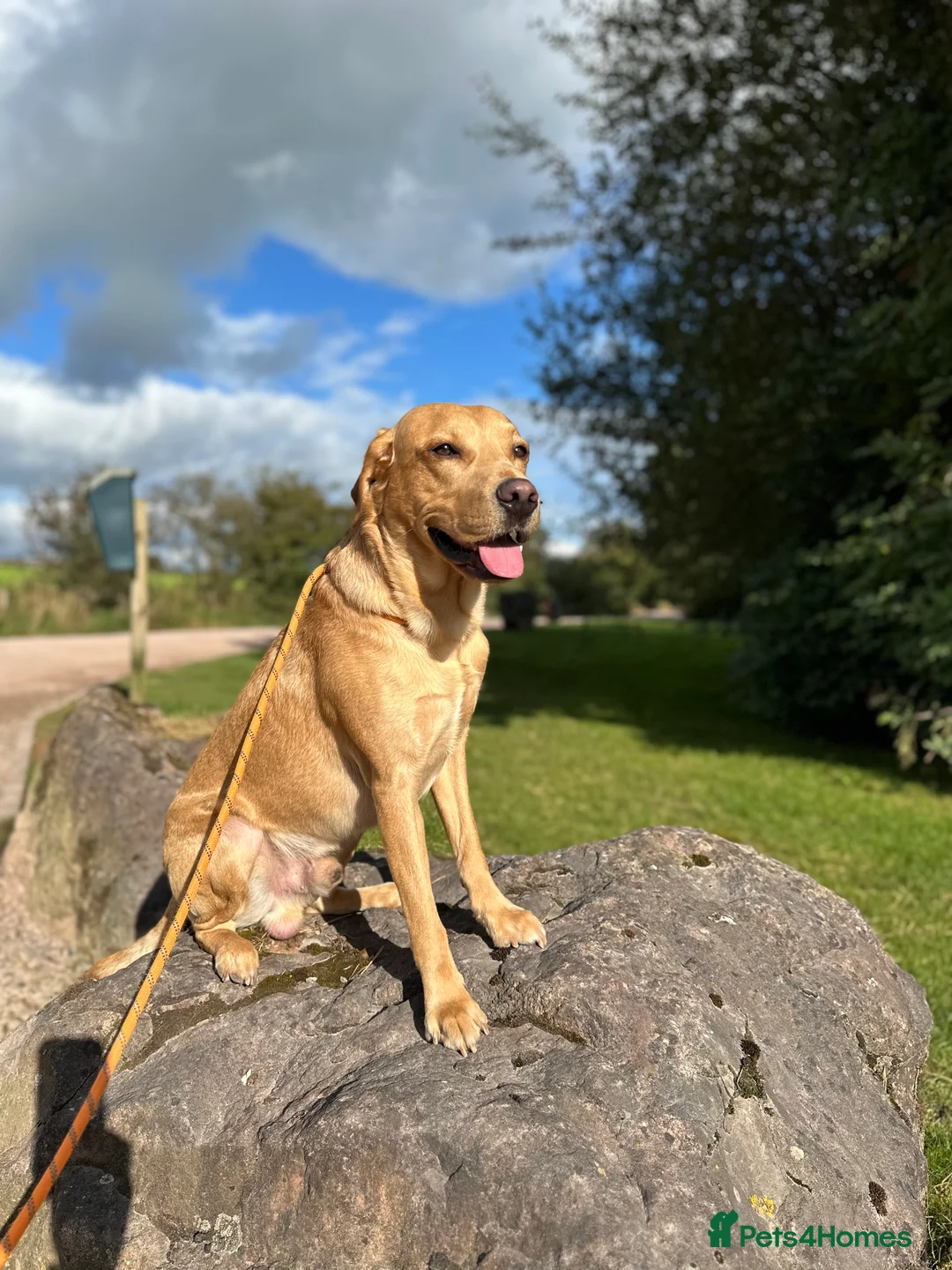 Labrador Retriever dogs for stud: KC Reg Labrador Stud - Proven and Health Tested in Sheffield - Advert 5